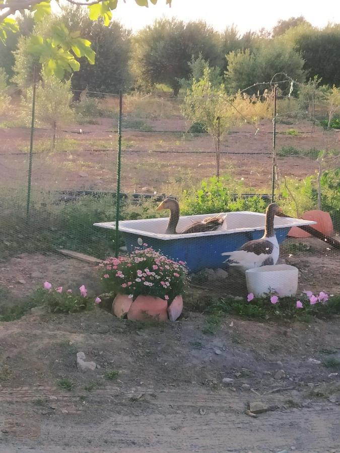 Myparadise-Farm Villa In The Centre Of South Crete คาลามากิ ภายนอก รูปภาพ