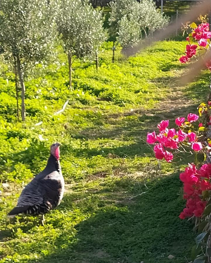 Myparadise-Farm Villa In The Centre Of South Crete คาลามากิ ภายนอก รูปภาพ