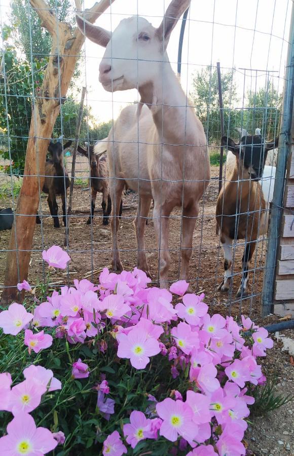 Myparadise-Farm Villa In The Centre Of South Crete คาลามากิ ภายนอก รูปภาพ